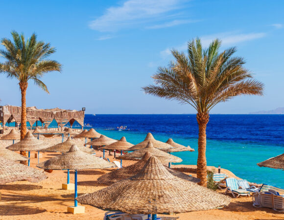 Spettacolo di delfini